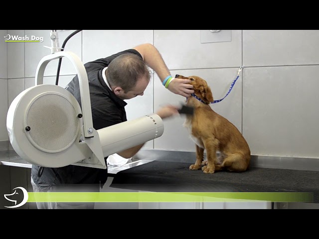 Youtube - Wash Dog Saint-Sulpice