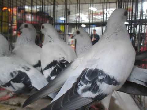 Group of Damascene pigeon حمام بواز