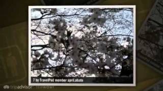 preview picture of video 'Cherry Blossoms and Seoul Grand Park April.abate's photos around Seoul, Korea Rep. (korea rep)'
