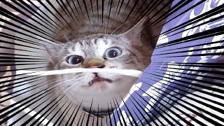 猫を拾いました。【猫飼いシミュレーション】その１