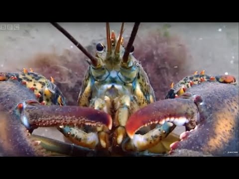 Lobsters At War! | Blue Planet | BBC Earth