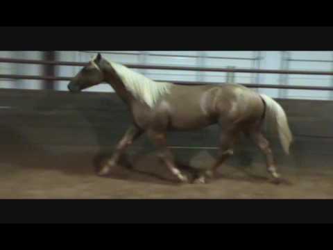 Nu Guns In Town Hip #265