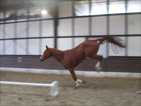 Farahnaz v. Bernay (erstes Freispringen) VB 10.000,- Euro