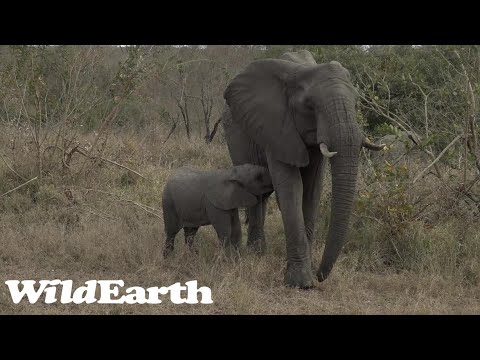 How Are the Djuma Clan Hyena Cubs?