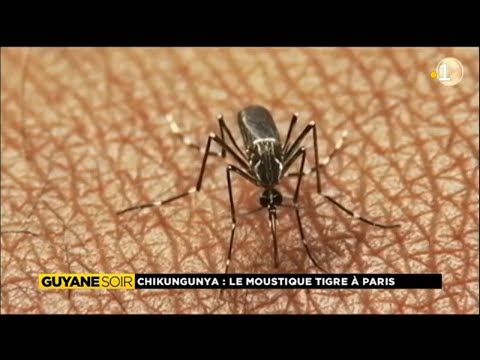 Chikungunya: Le moustique tigre à Paris.