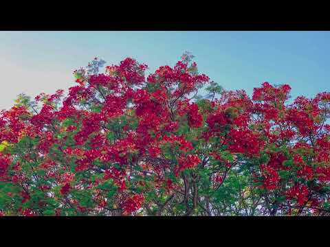 Beautiful Nature. Thusitha Priyashan Photography. Nature Photography