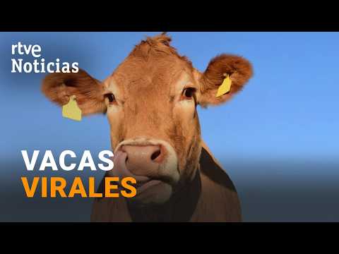 Una ganadería de Cantabria, el nuevo fenómeno viral que triunfa en redes | RTVE