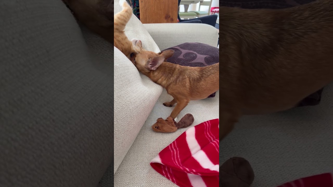 Enlarge Indy - Small Dog Friendly, a Adoptable Domestic Short Hair in Holland, MI video 5/5