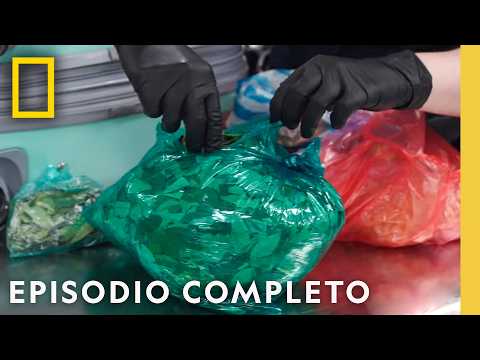 La Familia Que Trafica Junta | Traficantes: Estados Unidos | Nat Geo en Español