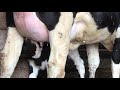 Newborn Calf || First Feeding of Mother’s Milk