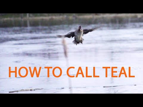 The Easy Way To Call TEAL