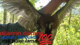 Download lagu suara pikat burung puyuh gonggong dijamin yang dengar langsung auto datang? mp3 Download lagu suara pikat burung puyuh gonggong dijamin yang dengar langsung auto datang? mp3