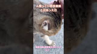 人懐っこい野良猫達と出会った日