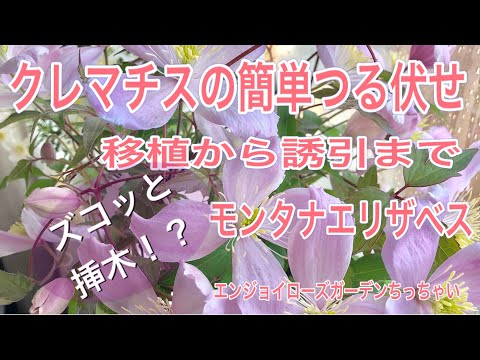 マウンテンクレマチス「ルーベンス」 植物