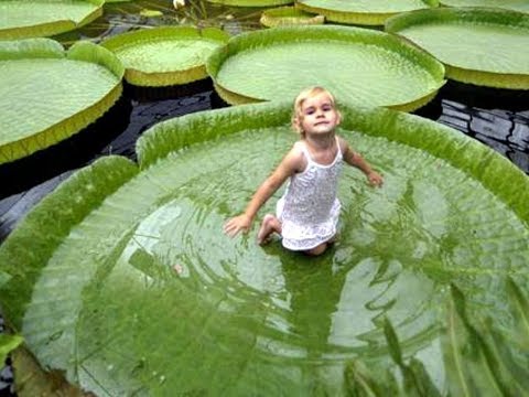 download lagu mp3 mp4 Biggest Leaf In The World, download lagu Biggest Leaf In The World gratis, unduh video klip Biggest Leaf In The World