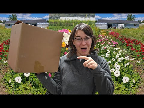Most Exciting Order of the Year!  Ranunculus Anemone Peony Unicorn Blooms Unboxing