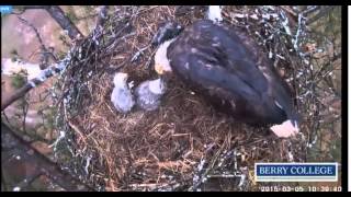 berry eagles march 5 feed 002