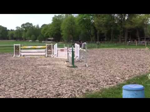 6j Wallach v Cassus x Argentan