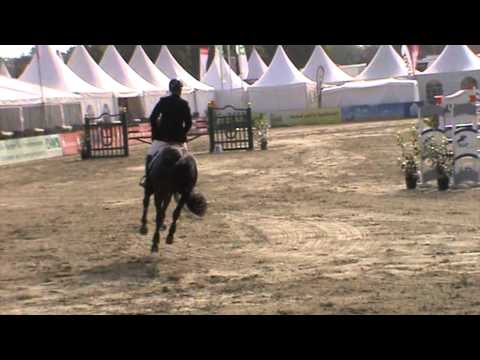 CHUPAMINT - Cormint x Calato, Geb. 2007, gekörter Holsteiner Hengst