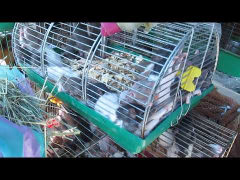 продажа крыс на Центральном рынке в Харькове