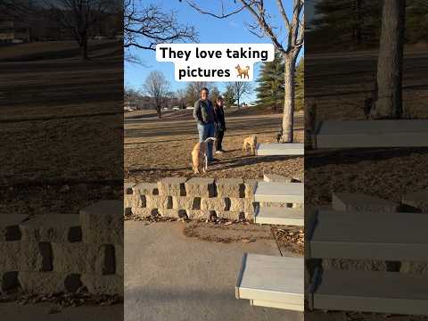 🐕🐕🐕#shorts #shortvideo #dog #cat #funny