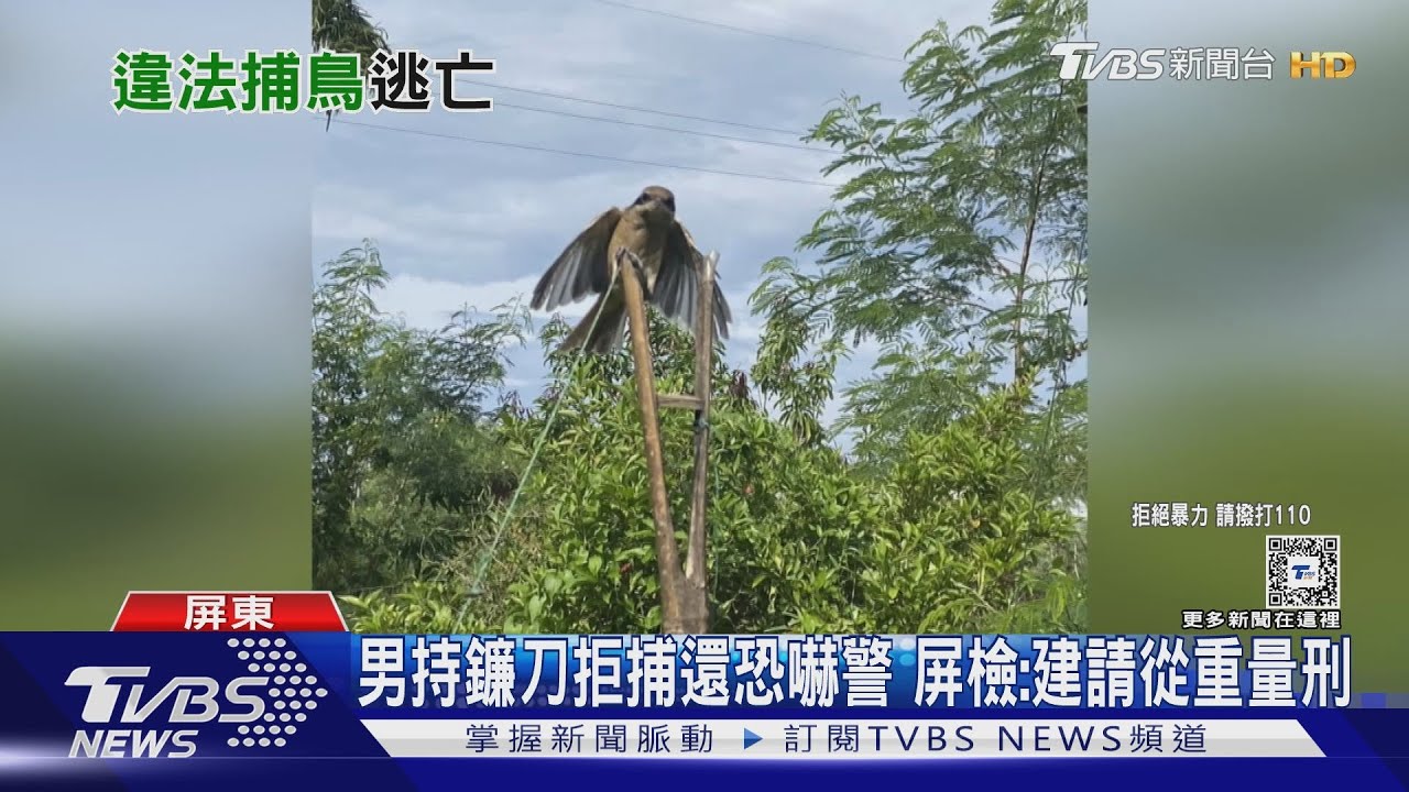 架349枝「鳥仔踏」捕伯勞 男遭屏檢建請從重量刑
