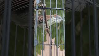 Download lagu suara burung ciung air ngabrennn mp3