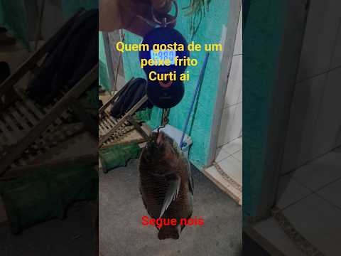 #pescaria #peixe #tilapia #pesca #pescacombambu #vidanaroça #santabranca #saopaulo #sjc