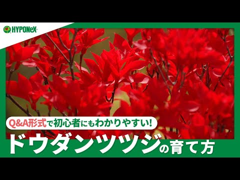ツツジに水をやる方法は？シャクナゲの水やりにシートを貼って成功！  庭園