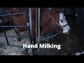 What Do I Need To Hand Milk A Cow Milking Cow Series Part 2