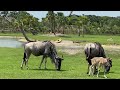 Wildebeest In The Wild
