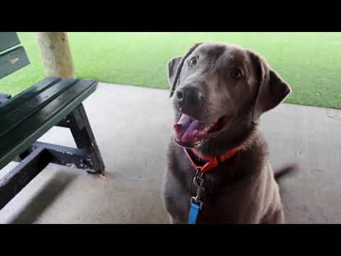 Behind the doors of Palm Beach County Care and Control Division.