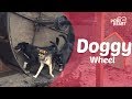 Dogs Enjoy Running in Giant Hamster Wheel