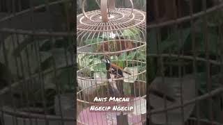 Download lagu Anis Macan Ngecip Ngecip mp3 Download lagu Anis Macan Ngecip Ngecip mp3