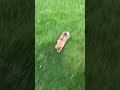 Shiba Inu dogs for sale: Loki - Video 1