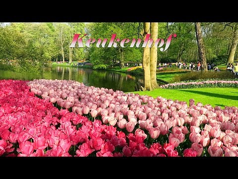 Keukenhof 2018 -  The most beautiful flower park in the world