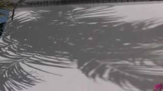 palm shadow small2.m4v