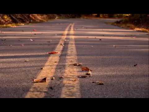 Phố không còn của anh - Hoàng Hoa