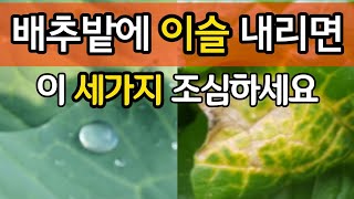 배추밭에 이슬 내리면 이 세가지 조심하세요
