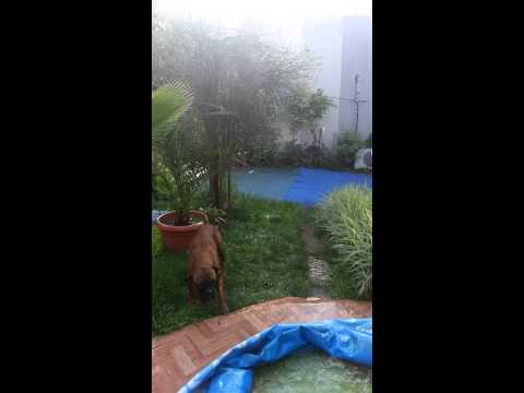 Dog doesn't like water