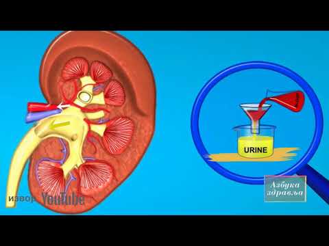 Azbuka zdravlja 69 - dr Saša Ljuština, specijalista ginekologije i akušerstva