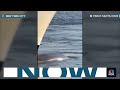 Video shows dead whale on the bow of a cruise ship docking at New York City - Video