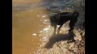 preview picture of video 'Darla playing in Lake Wheeler'