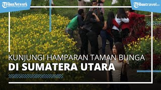 Mengenal Taman Bunga Sapo Juma, Wisata di Sumatera Utara yang Suguhkan Panorama Danau Toba dari Keti