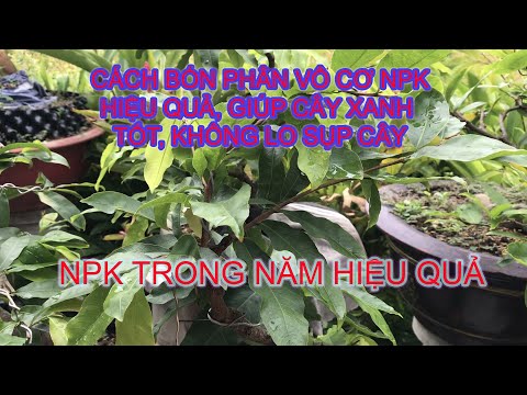 Mai vàng - cách sử dụng NPK hợp lý trong từng giai đoạn chăm sóc mai vàng -34 #maivang