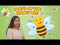 The Bees Go Buzzing | Parts of the Honey Bee | Nursery Rhymes | Preschool Learning | Learning Box