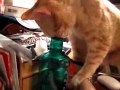 Кот пытается вызвать джина.Cat tries to call the gin. 