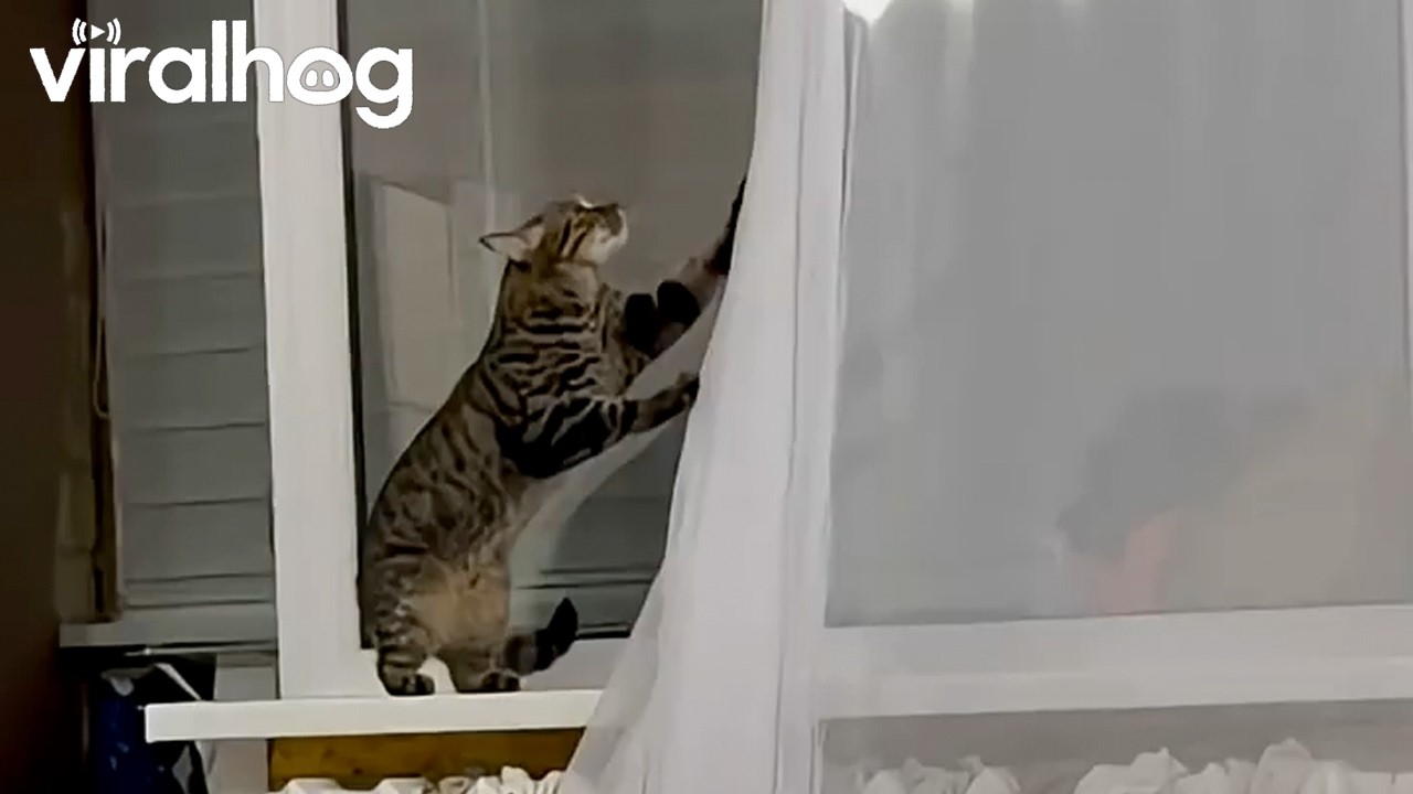 Kitty Tears Down Curtains || ViralHog