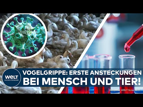 VOGELGRIPPE: Virus breitet sich in USA und Deutschland aus - Erste Infekte! Pandemiegefahr steigt