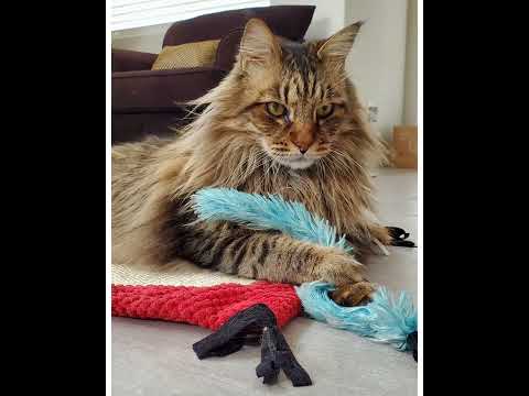 Crystal the Pet Nanny. LLC video.